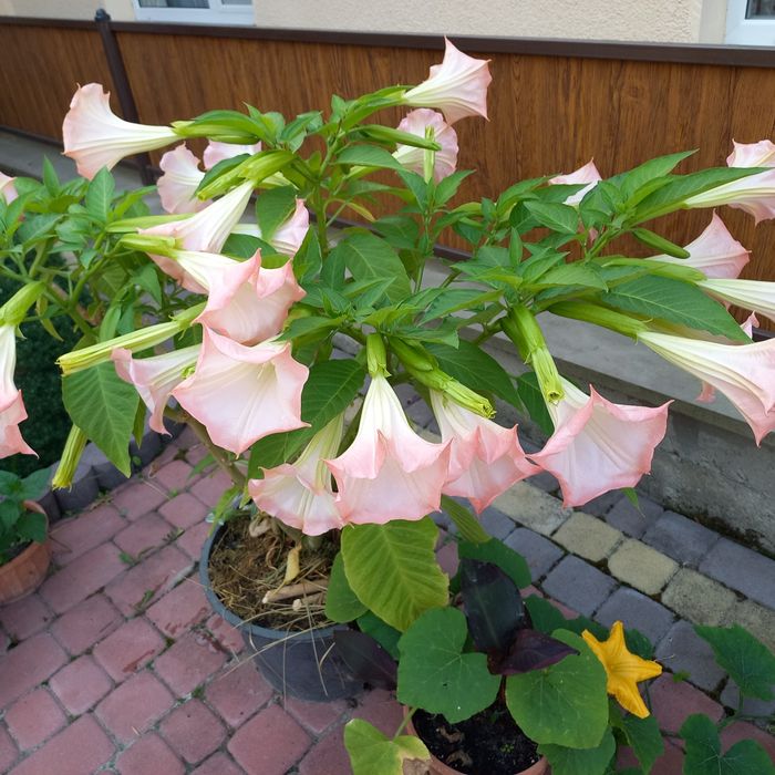 Бругмансія труби ангела