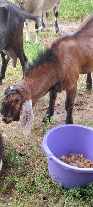 Сто процентний англонубійський козел на паровку.