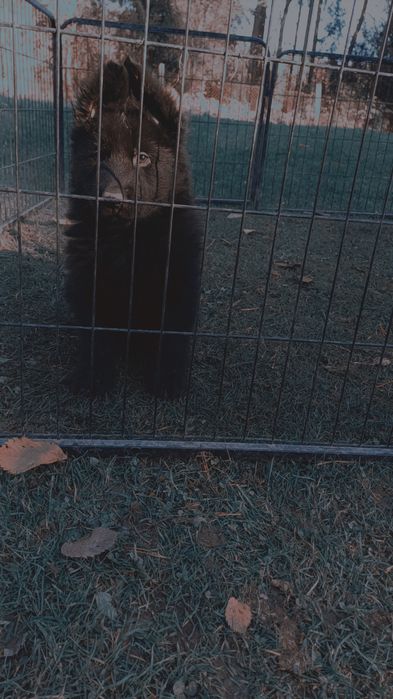 Owczarek niemiecki długowłosy