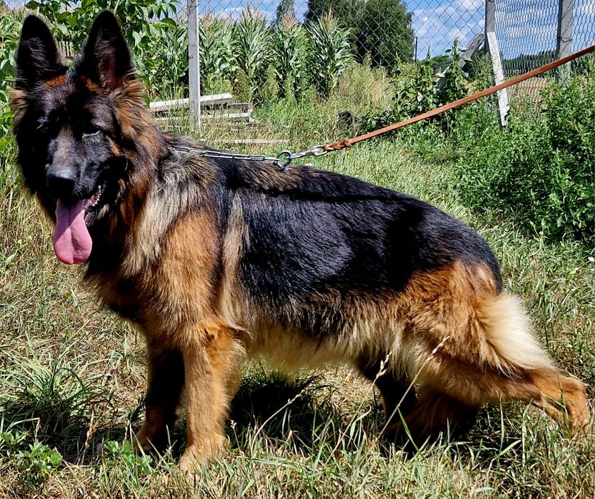 Owczarek Niemiecki długowłosy suka hodowlana FCI