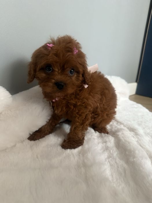 Cavapoo sliczna sunia