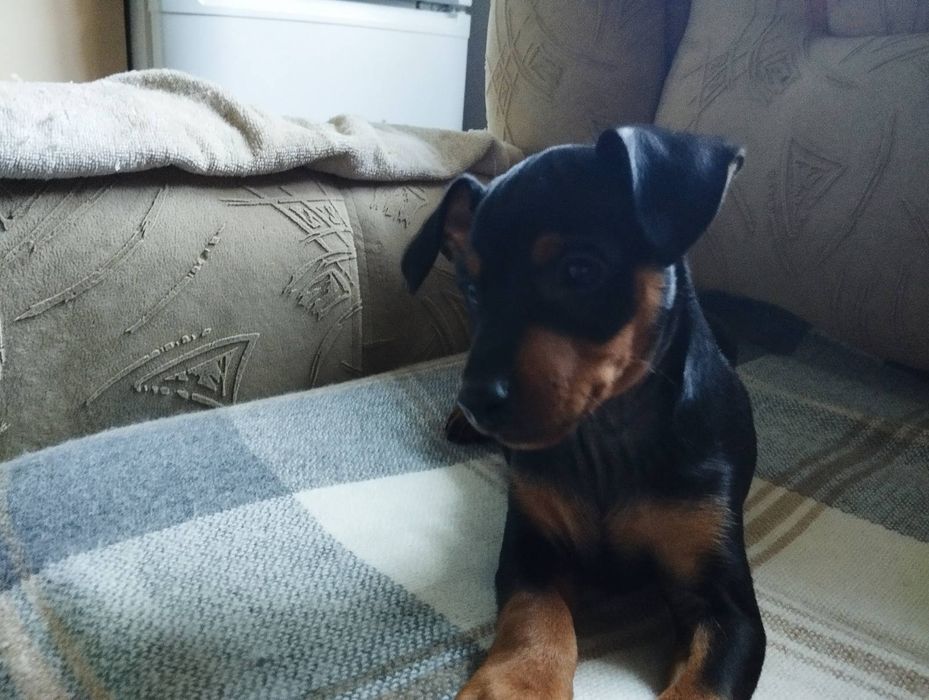 Продаю цуценят цверг пінчера