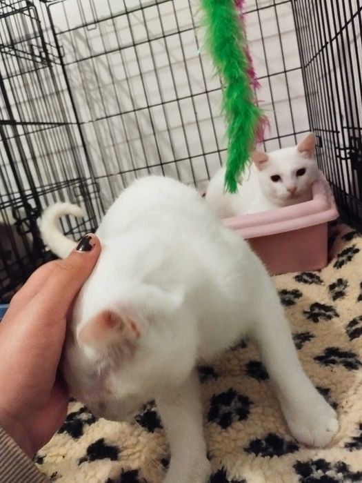 Gatinhos brancos para adoção