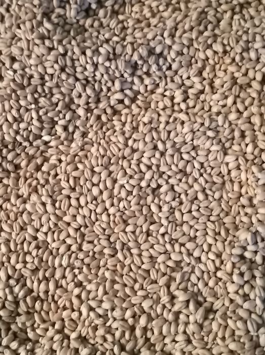 Pszenica czyszczona Petras, Wilejka, Mewa