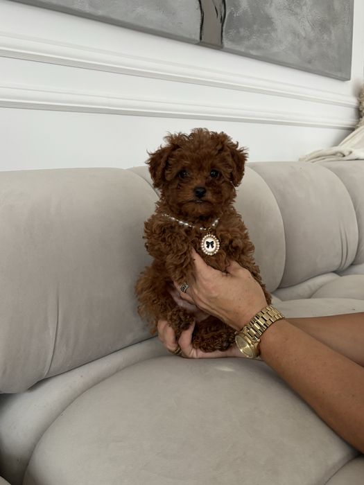 Pudel Toy malutka suczka red brown z rodowodem