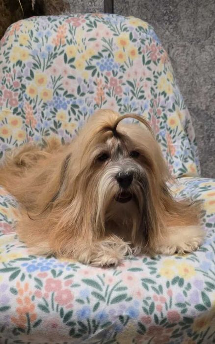 Hawańczyk, piękne umaszczenie chłopak Bigi