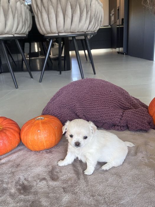 Chihuahua FCI ZKWP Sunia