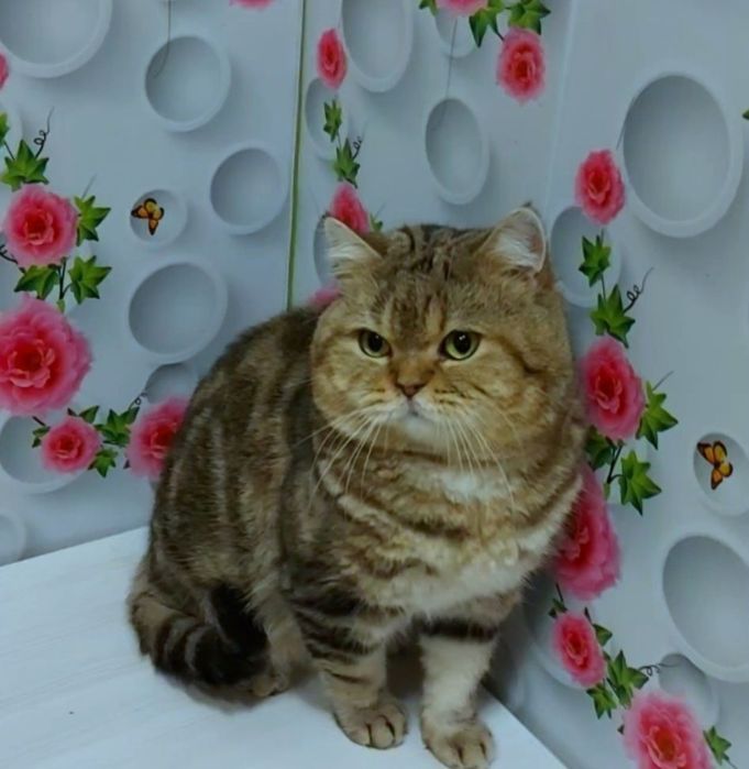 Шотландский котик