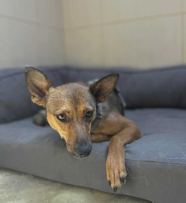 Pies szuka domu Zara łagodna sunia