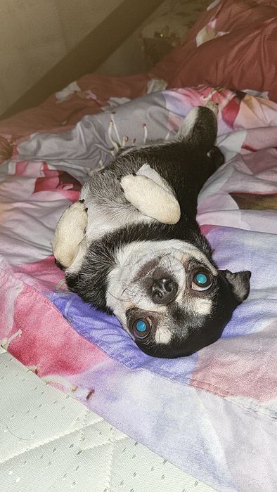 Породистый парень Чихуахуа  ищет невесту , вязка