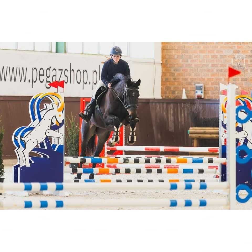 5-letnia klacz zangersheide