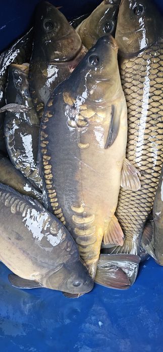 Karp, Sandacz i inne Ryby na Święta