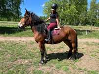 Klacz 12lat  164cm