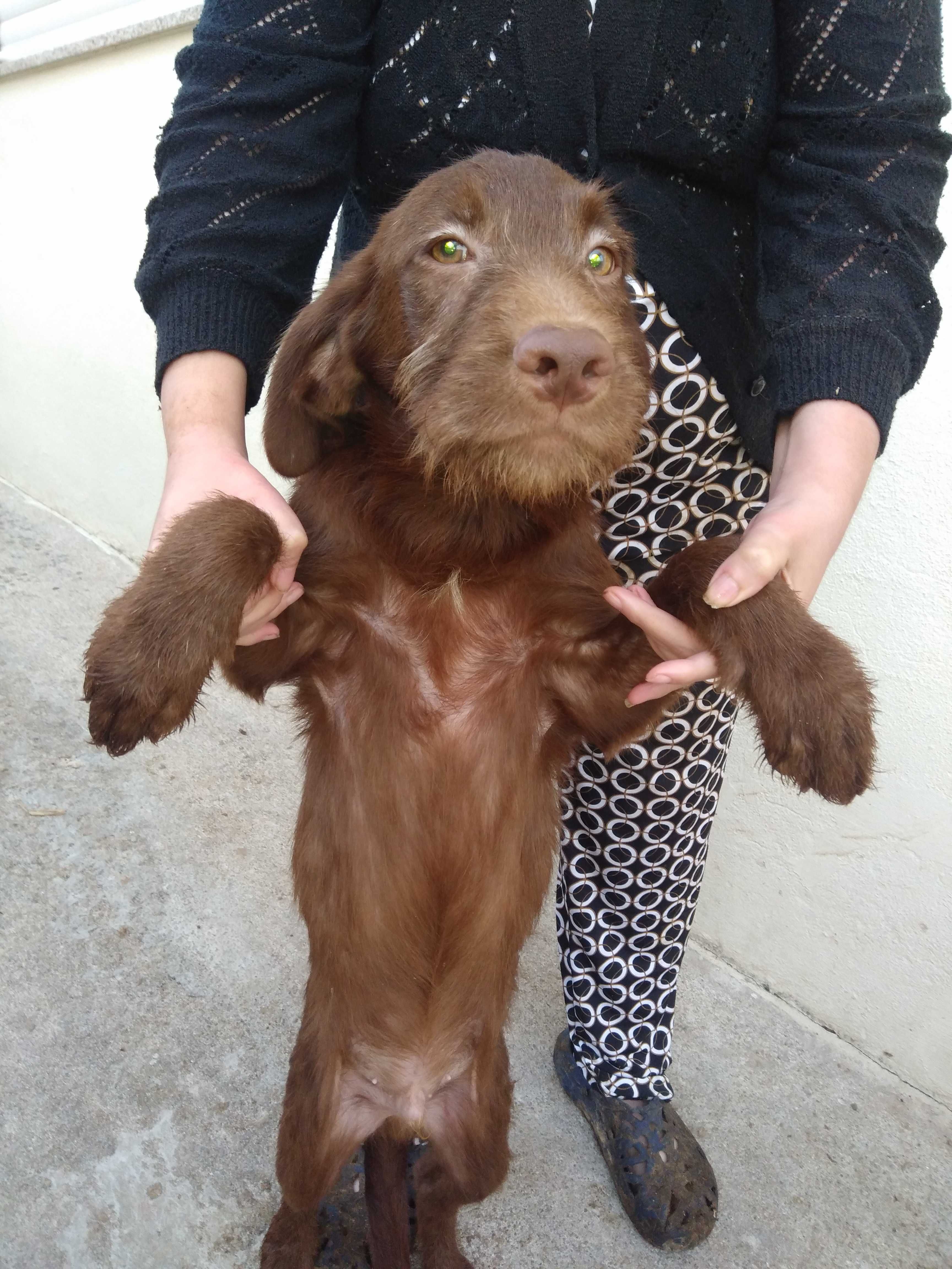 Para Adoção  Raçados d Labrador