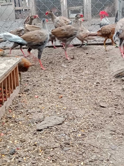 Sprzedam bażanty ozdobne