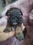 Cebulką cudowną dziewczynka Shih tzu poleca sie do rezerwacji