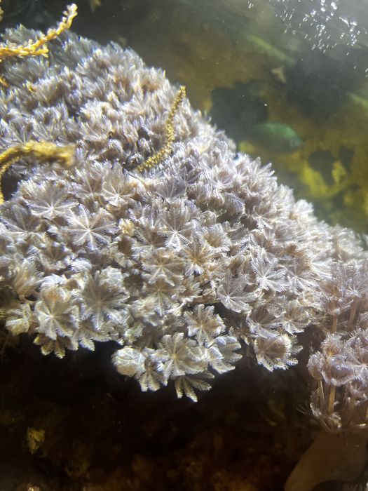 Ksenia pulsujaca koralowiec miekkie. Akwarium Morskie