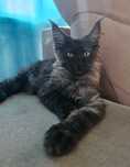 Metaxa Maine coon czarna dymna gotowa do odbioru