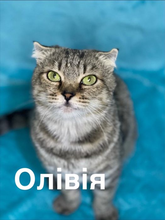 Киця шукає родину