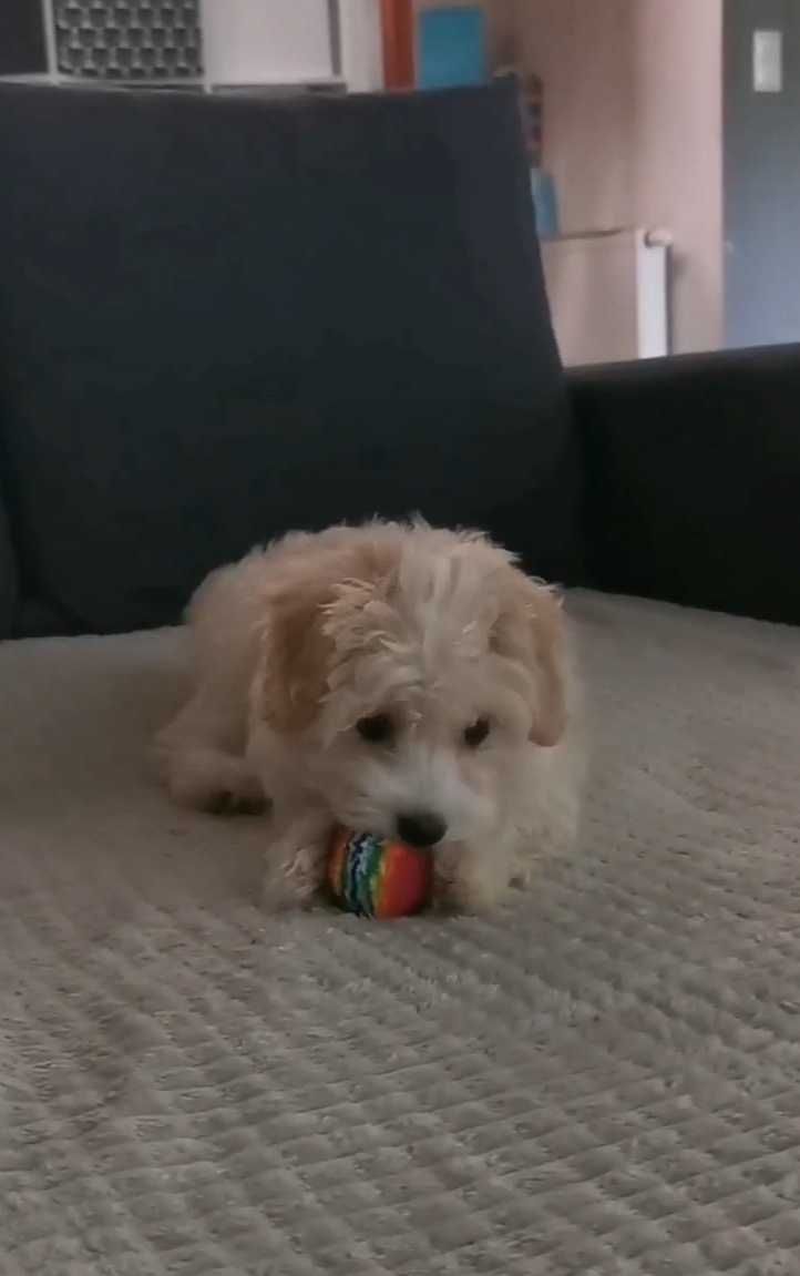 Drobna sunia Maltipoo