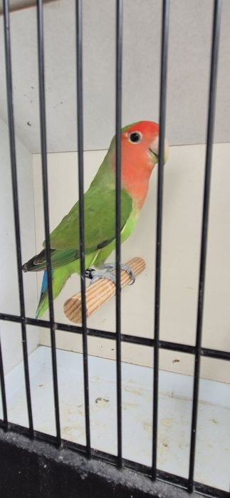 Agapornis longfeather