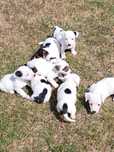 Jack russell terrier