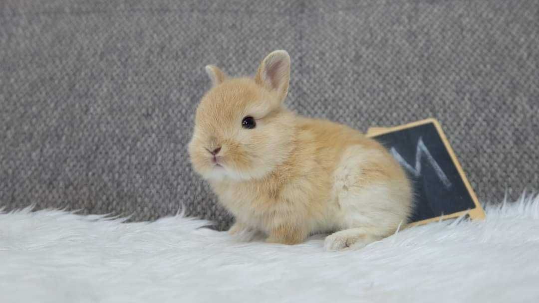 Coelhos anões mini teddy, hôlandes desparasitados e vacinados