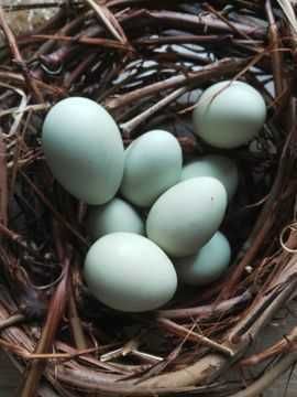 Jajka lęgowe araukana ogoniaste