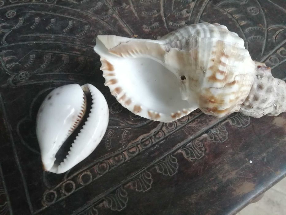 conj 2 buzios naturais