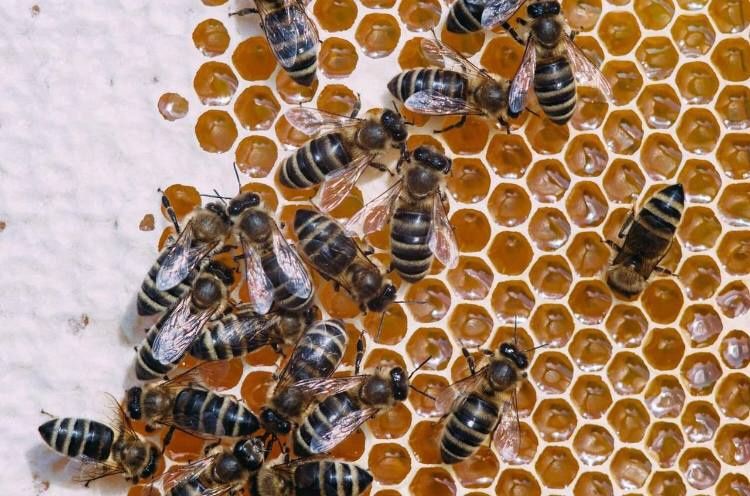 Пилок бджолиний, пыльца пчелиная, 100 грн