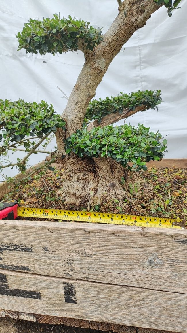 olea sylvestris , Oliveira bonsai