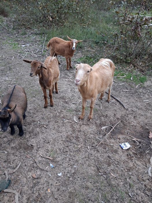 Cabras raça grande
