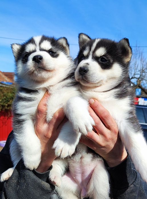 Шикардосні дівчатка та хлопчики