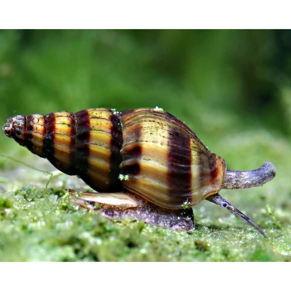 Caracol de aquário Helena