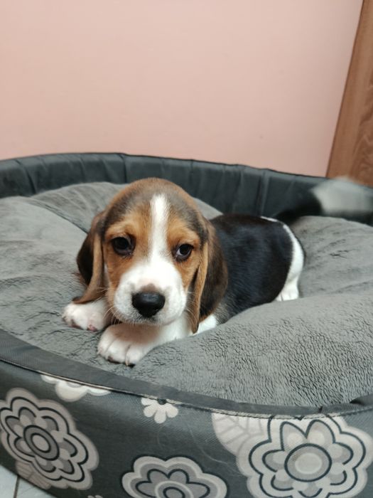 Śliczny piesek Beagle
