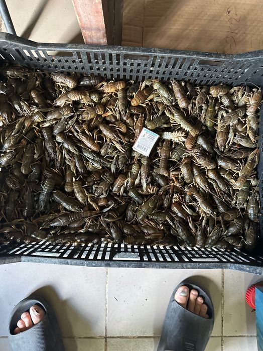 Раки опт и розница не дорого
