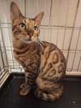 Do pilnej adopcji w typie bengalsiego