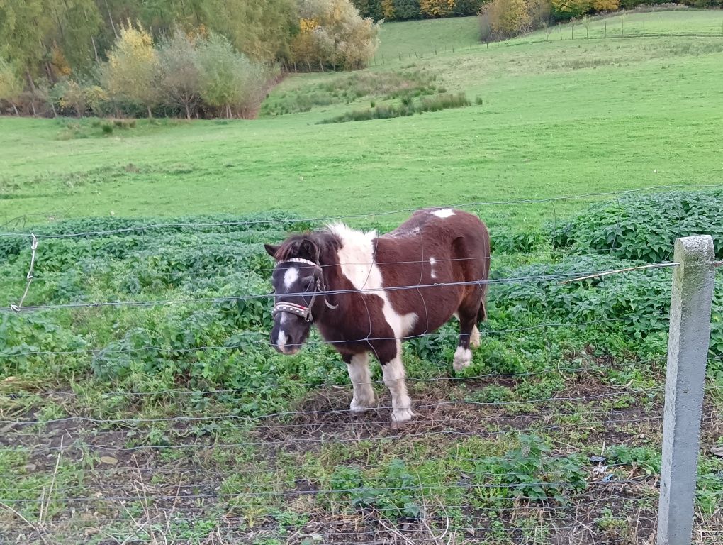 Sprzedam kucyki matkę i syna