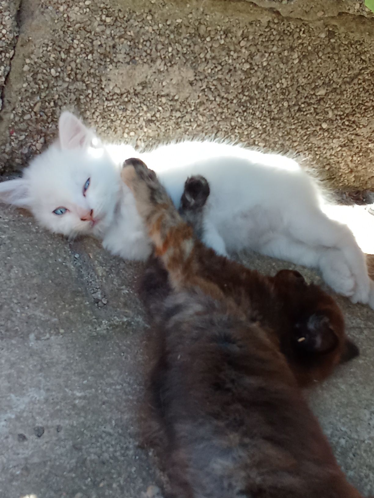 Gata persa meiguinha
