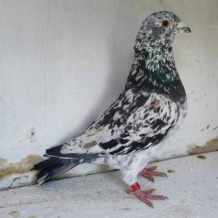 Gołąb gołębie pocztowe  - ozdoba gołebnika