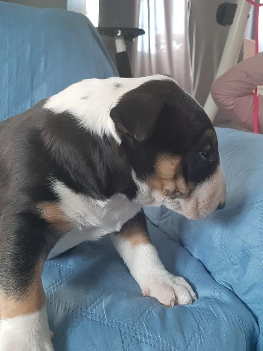 Bulterier standard-suczka