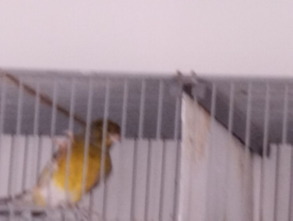 jaulas individuais + canário(Monte Gordo)