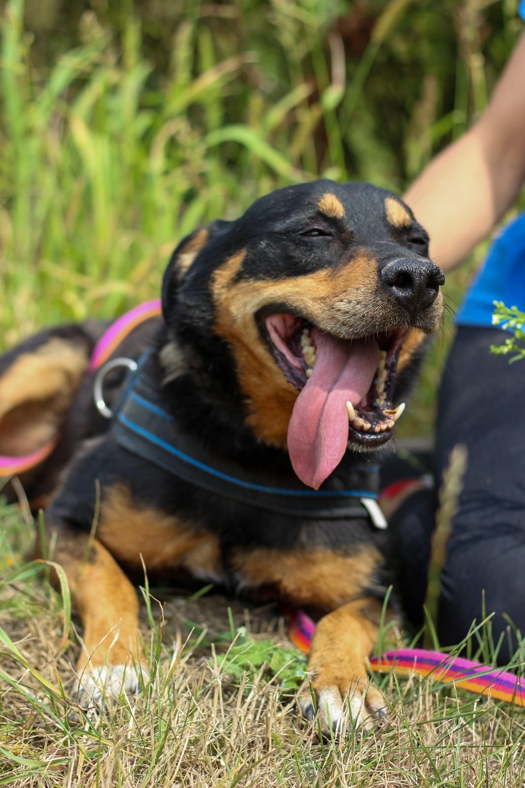 Mini rottweiler Snapi :)