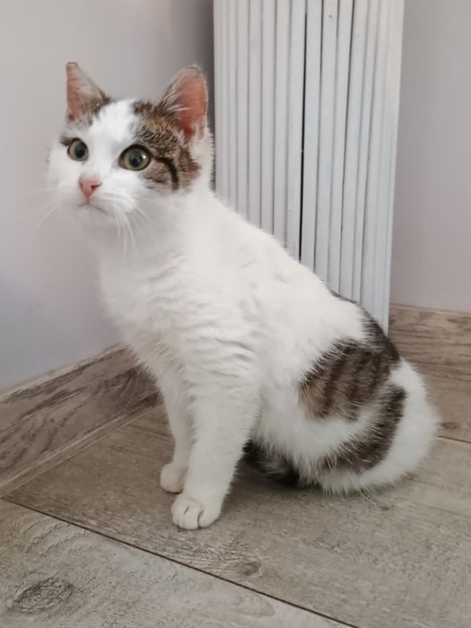 Kot, kotka, koteczka , koty