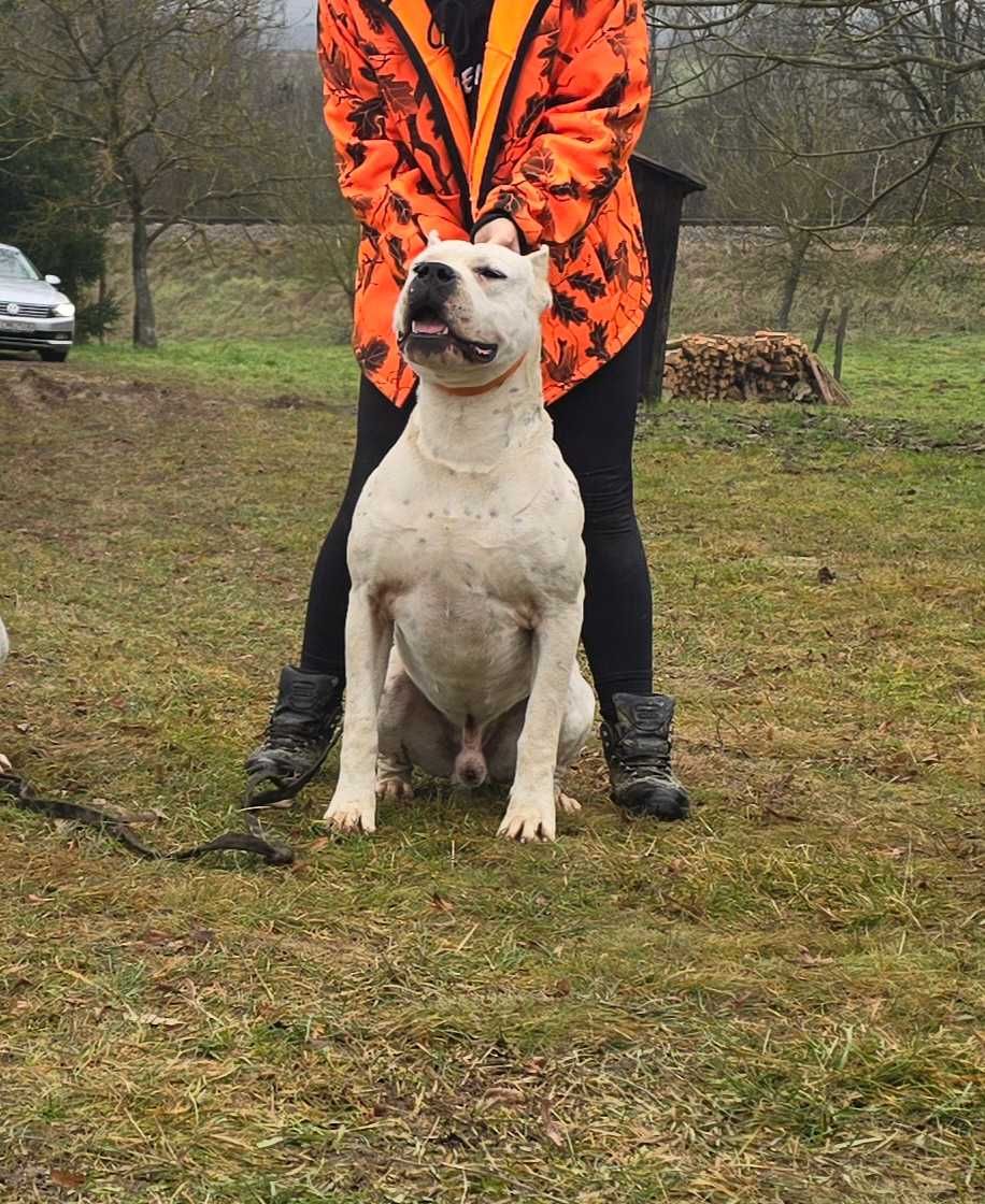 Dog Argentyński fci