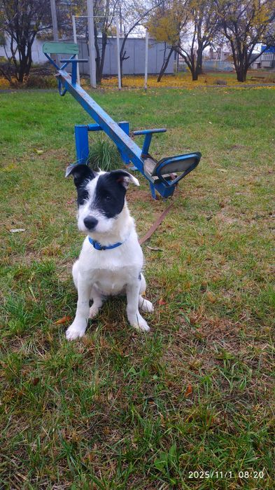 Отдам в хорошие руки (девочка)