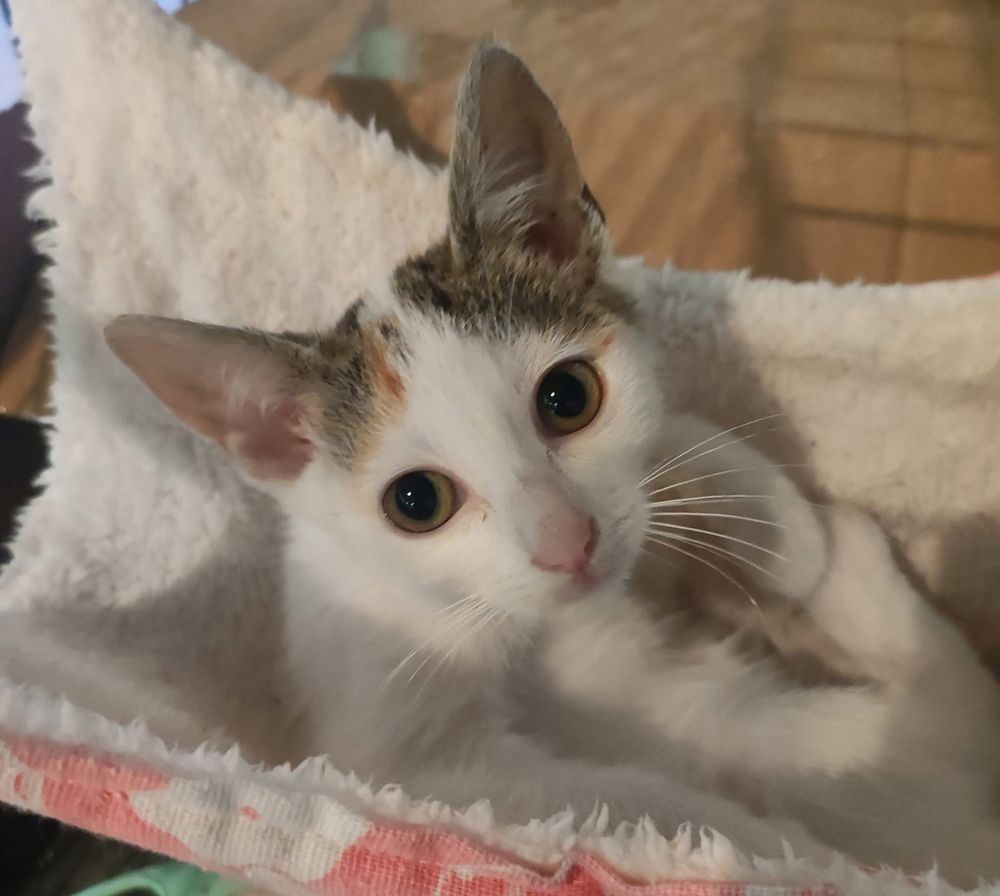 Fiona kotka kot koty kociaki do adopcji