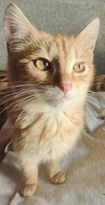 Piękny Rudzik szuka domu