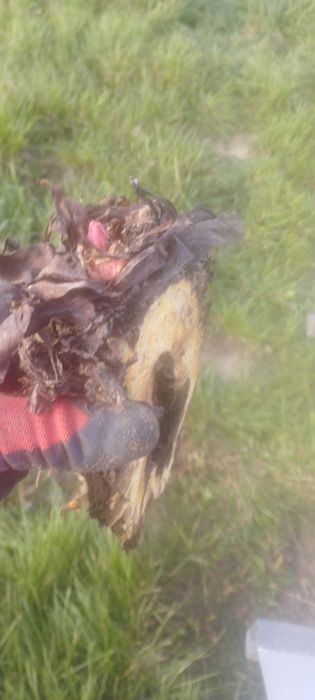 Karpy rabarbaru malinowego