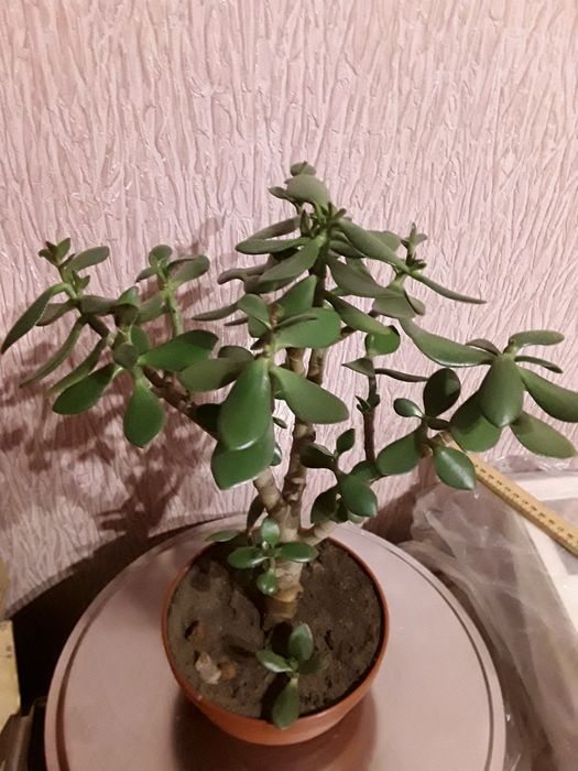 Комнатные цветы Рео и денежное дерево